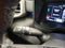 2024 Toyota Tundra 4WD Platinum Hybrid